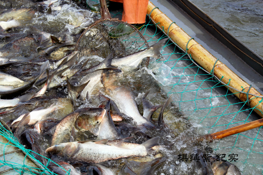 邛崃市水口旭阳纯河鲜鱼产业发展项目项目书